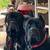 Cane Corso Puppies $1200 12 thumbnail