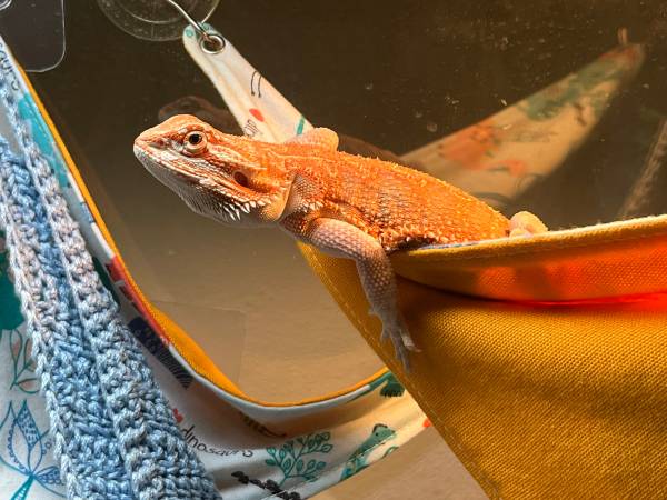 Bearded Dragon juvenile males (Bellingham)63613582581121123