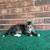 Kittens! 1 thumbnail