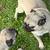 Pug females 6 thumbnail