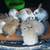 Mini Lop Kits Available ~ Wish to Sell Baby Bunnys? 6 thumbnail