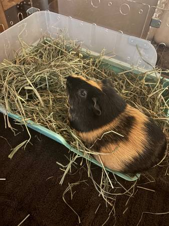 Rehoming 3 shorthair female piggies63689210168963120