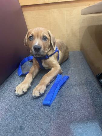 Pitweiler Puppy (Mount Vernon)63887462418305122