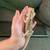 Bearded dragons 4 thumbnail