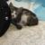 Kitten 1 thumbnail