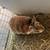 Rabbits 6 thumbnail