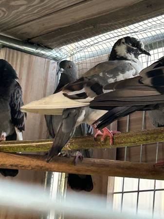 Feral pigeons 1