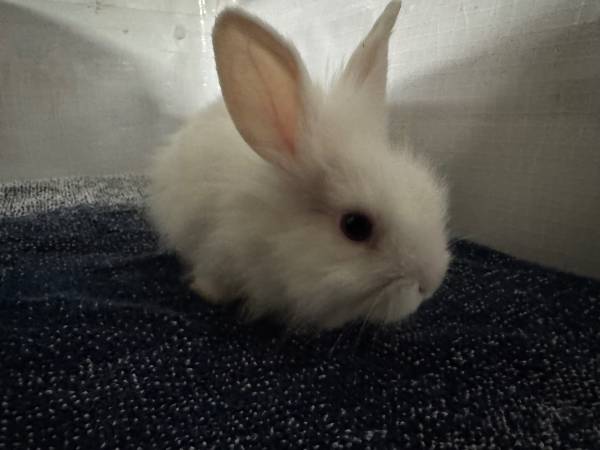 Bunnies Ready-to-Go 1