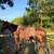 7 yr old gelding 1 thumbnail