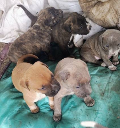 Puppies for good home 1