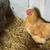 Chickens 13 thumbnail