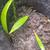 Bismarck seeds/seedlings, Royal Palm, Cabbage palm seedlings and more 7 thumbnail