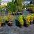 Arborvitae, Crape Myrtle, Sedum, Rose of Sharon, Beautyberry... $6.97 10 thumbnail