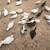 Call ducklings 2 thumbnail