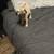 Full blooded pugs 2 thumbnail