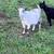 Nigerian dwarf doe goat with kids 3 thumbnail