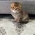 Scottish fold for sale 4 thumbnail