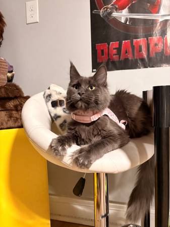 Cat 1