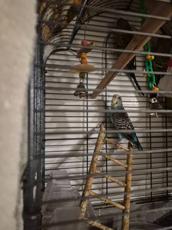 Parakeet 1