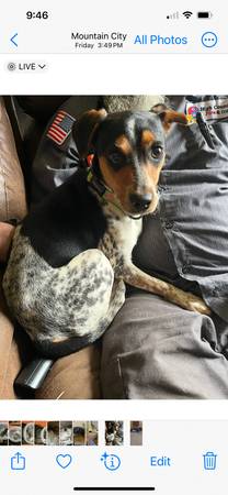 Dogs in need of rehoming (Mountain City)63673439405185123