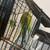Parakeets 3 thumbnail