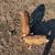 Idaho Pasture Pigs 4 thumbnail