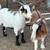 Female goats 3 thumbnail