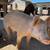 Pigs for sale 2 thumbnail