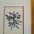 Framed Flower Prints-Ann Proctor 4 thumbnail
