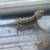 Rehoming a bearded dragon 2 thumbnail