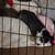Adorable loving chaweenie puppy's needing there forever home 2 thumbnail