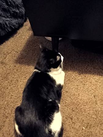 Cat (Oklahoma City)63670591633281121