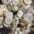 Thousands of Mother of Pearl buttons 1 thumbnail
