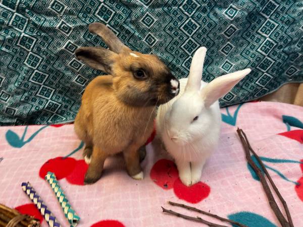 Se necesitan voluntarios en Rabbit & Guinea Pig rescue (Oakland)63890025696643124