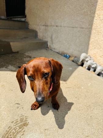 Dachshund hembra63804731282049120