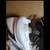 Mens Adidas Icon 7 TPU Baseball Cleats Black Size 13.5 6 thumbnail