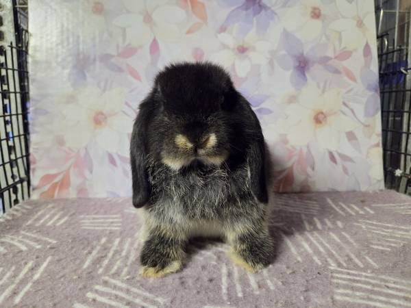 Black Otter Holland Lop (Doe) (Dothan)