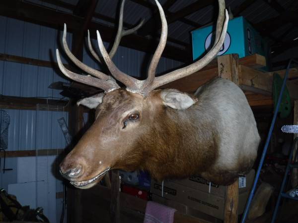 ELK MOUNT 1