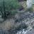 🌵Tree Cactus and Yard Service 520 304 3677 2 thumbnail