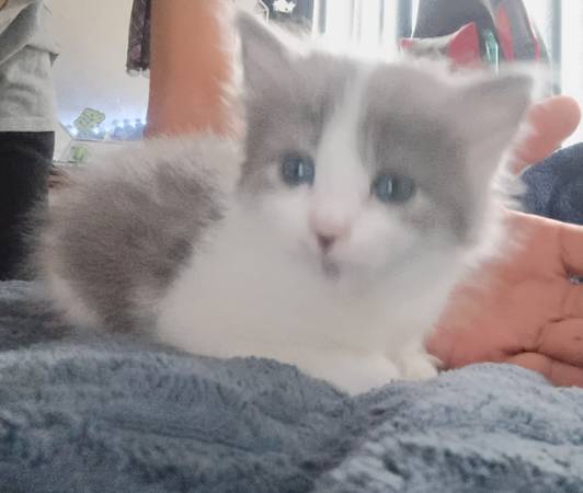 4 weeks old kittens 2 females 1 boy (Inverness)63899422740994121