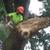 TREE SERVICE-Affordable, 30 years exp., Lics. Bonded, Insured 2 thumbnail