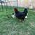 Rooster chicks 1 thumbnail