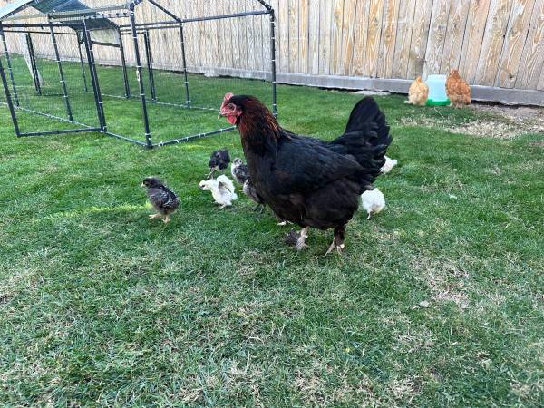Rooster chicks 1