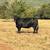 !! 40 BRED COWS!! 5 thumbnail