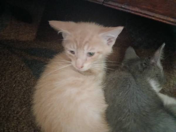 Rehoming kittens (Cleveland Ohio)63872020363649121