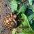 Leopard tortoise 3 thumbnail