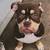 Bully dog 2 thumbnail