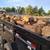 2.5 cord dump trailer load Russian Olive Hardwood 1 thumbnail