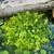 Koi fish and aquatic plants sale 14 thumbnail