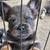 Fluffy FRENCHIE Pup 1 thumbnail